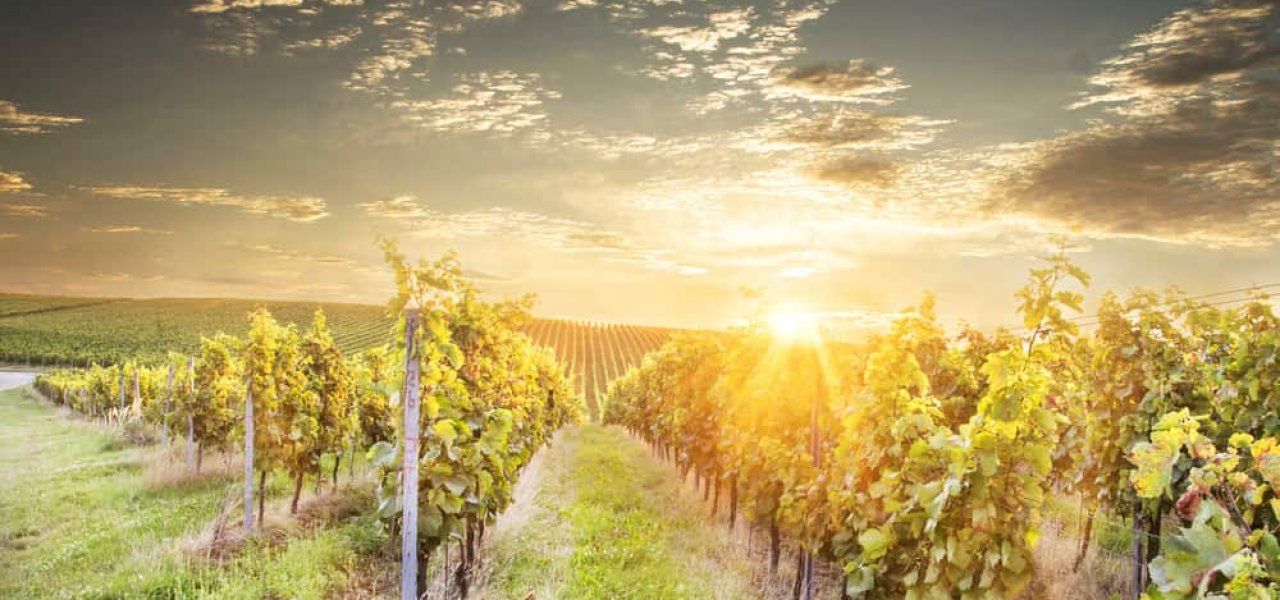 Wine Tours Moravia