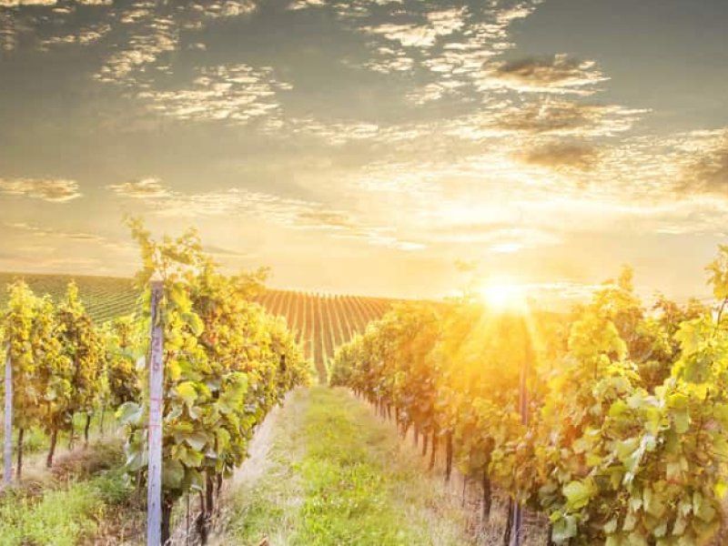 Wine Tours Moravia