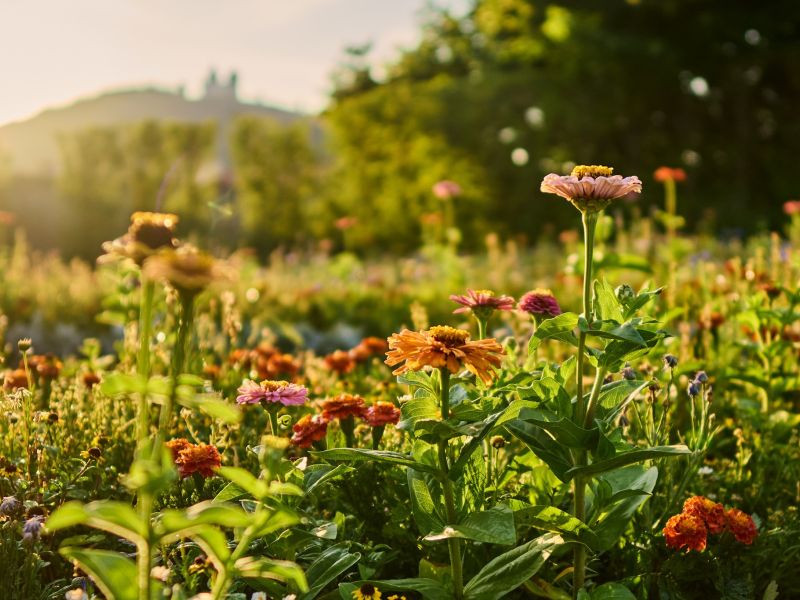 Jarní přednáškový cyklus: Herbář – paměť krajiny