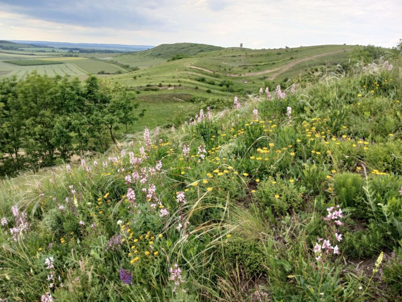 Večerní Dunajovické kopce