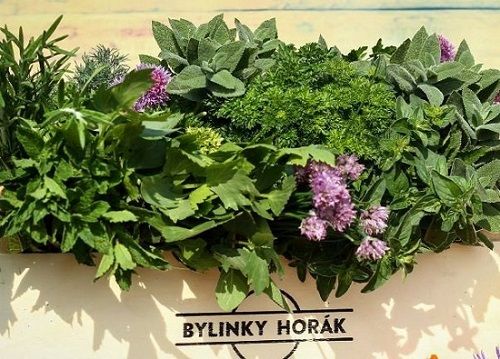 Bylinky Horák