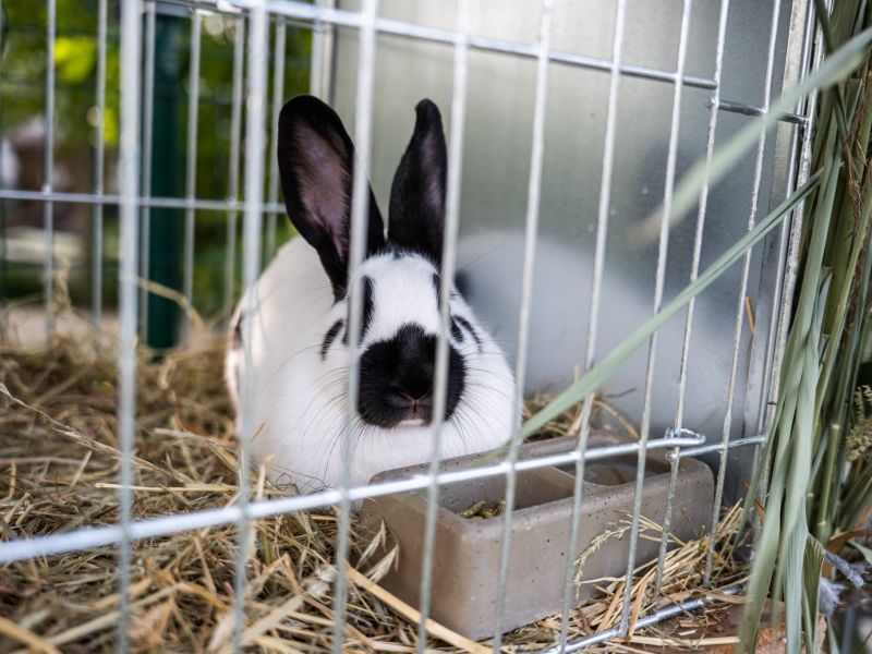 Okresní výstava mláďat králíků a drůbeže a místní výstava holubů