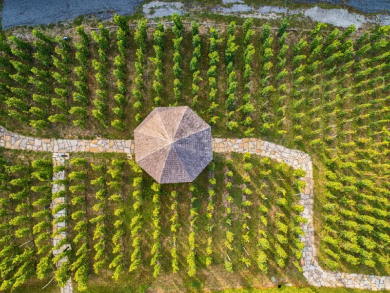 Pražskými vinicemi - za vínem, výhledy i historií Pražskými vinicemi - za vínem, výhledy i historií