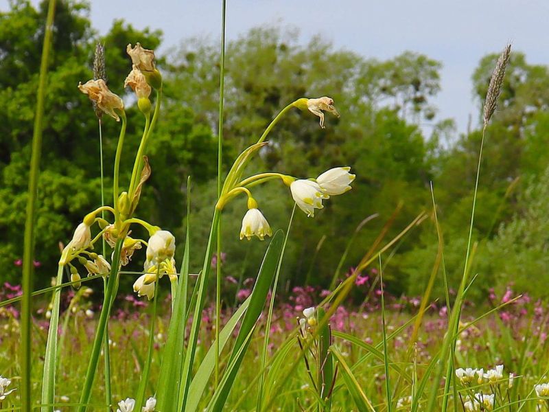 Krásy lužní krajiny