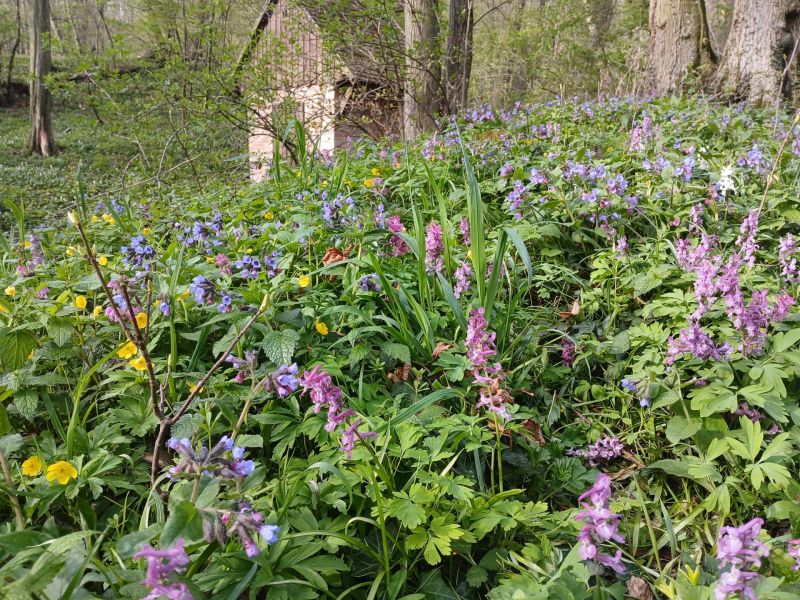 50 let CHKO Pálava pohledem z Děvína