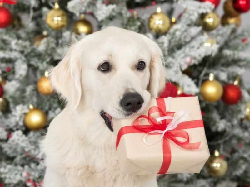 Summer CHRISTMAS Avanti cup 2025 Summer CHRISTMAS Avanti cup 2025