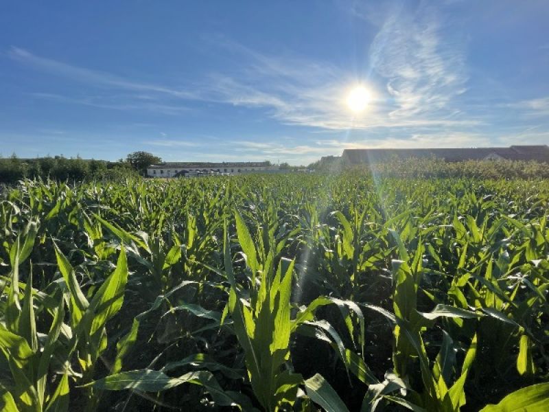 Kukuřičné bludiště