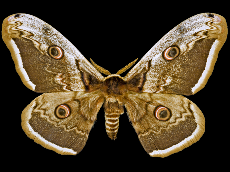 Za nočním hmyzem Pálavy