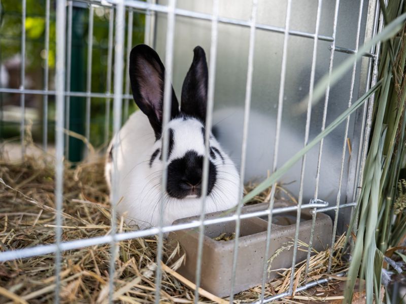Výstava králíků, holubů a drůbeže